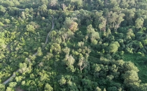 Lavori di rinaturalizzazione del bosco Pantano di Policoro, la Provincia di Matera: “Non siamo stati coinvolti nell’elaborazione del progetto pur essendo l’ente gestore dell’area”